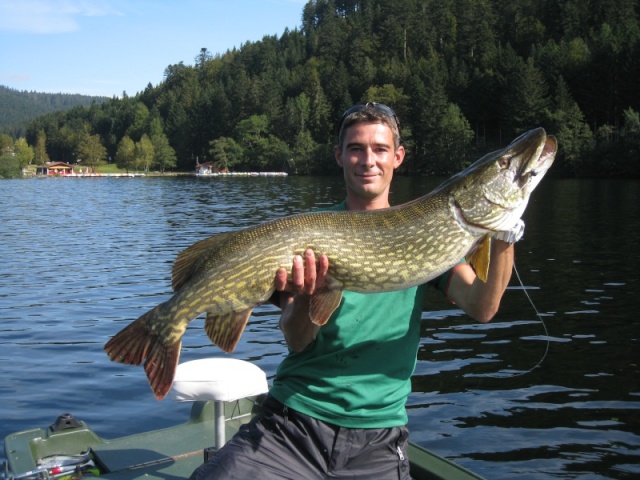 Brochet lac vosgien