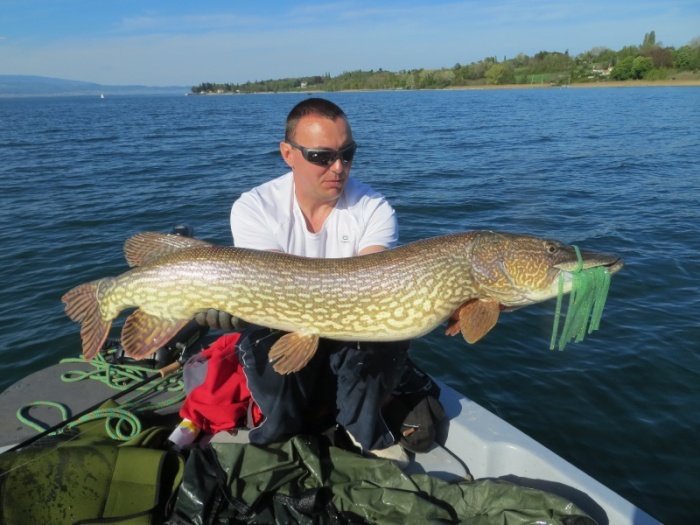 Brochet du lac Léman