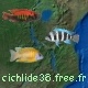 cichlide38