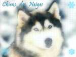 Chiens_des_neiges