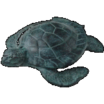 Black Turtle