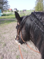 Cowpony