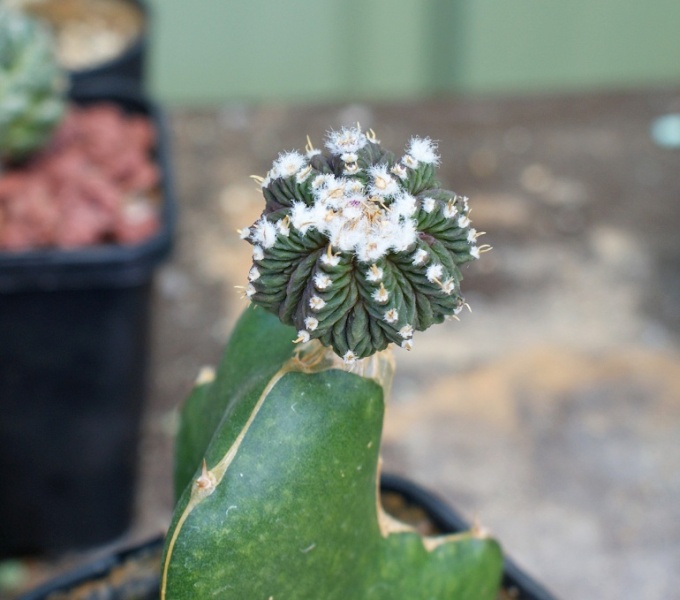 Aztekium Ritteri