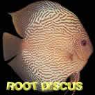 root discus