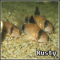 Rusty