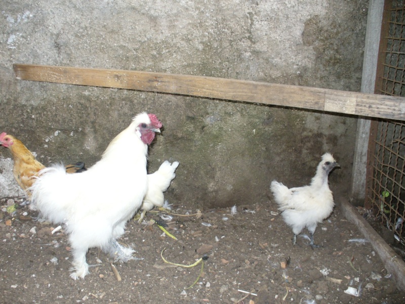 Galo chines cedoso e galinhas japonesa anã