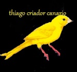thiago criador canario
