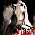 Equinox Arabians