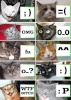 these r cat emotion!!