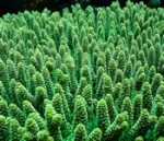 acropora62