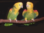 JACKPARROTS