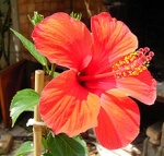 hibiscus97112