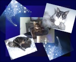 Forum Maine Coon : Nos amis les Coons 2-63