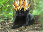 saiyanpanther