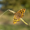 Les papillons profitent des derniers rayons de soleil.