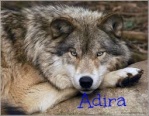 Adira