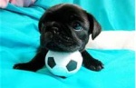 Soccerdog