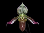 Sites orchidophiles d'intérêt 114-18