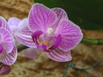 Dendrobium 117-83