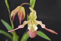 Identifier votre orchidée 1188-90