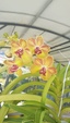 Vous pensez que votre orchidée est malade ? Vous voyez des bestioles ? Vous souhaitez parler d'un produit phyto ? 1198-45