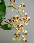 Dendrobium 12-66