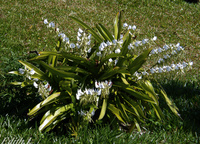 Cattleya, Laelia, Guarianthe : Botaniques et Hybrides Primaires 1234-8