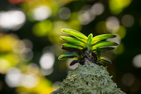 Vanda (dont les ex-Neofinetia et Ascocentrum), Rhynchostylis 1235-74