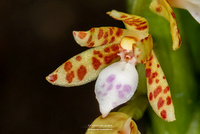 Bulbophyllum (alliés) : Monomeria, Trias etc. 1275-0