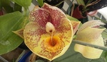 Bulbophyllum (alliés) : Monomeria, Trias etc. 13-12