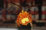 Dendrobium 137-20