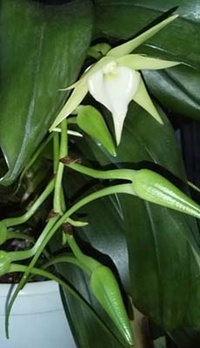 Identifier votre orchidée 1375-80