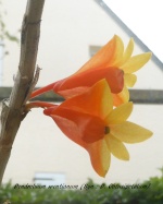 Bulbophyllum (alliés) : Monomeria, Trias etc. 140-95