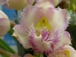 Pollinisation des Orchidées 142-13