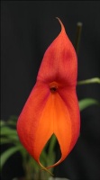 Masdevallia 145-28