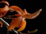 Dendrobium 147-40