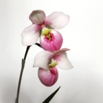 Livres et Articles sur les orchidées 161-64