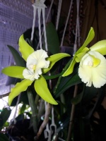 Questions sur les serres, orchidariums, supports de culture divers 166-33