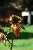 Questions sur les serres, orchidariums, supports de culture divers 167-36