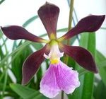 Bulbophyllum (alliés) : Monomeria, Trias etc. 175-18