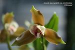 Anguloa, Lycaste, Bifrenaria, Neomoorea, Sudamerlycaste (Ida), Maxillaria et autres Bifrenariinae / Lycastinae / Maxillariinae 18-0