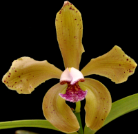 Bulbophyllum (alliés) : Monomeria, Trias etc. 183-28