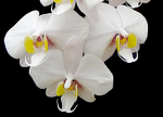 Galerie de vos Orchidées en fleurs et Orchidées in situ 2-88