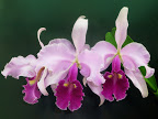 Dendrobium 21-99