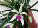 Culture des autres genres (dont Coelogyne, Cymbidium, Bulbophyllum) 214-72