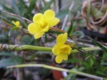 Vanda (dont les ex-Neofinetia et Ascocentrum), Rhynchostylis 217-53