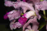 Orchidées en direct du Brésil : producteurs, collections privées, balades exotiques 22-31