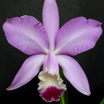 Identifier votre orchidée 222-68