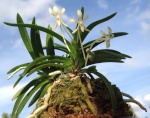 Dendrobium 226-46