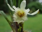 Orchidées terrestres d'Amérique (hors Phragmi et Mexipedium) 228-58